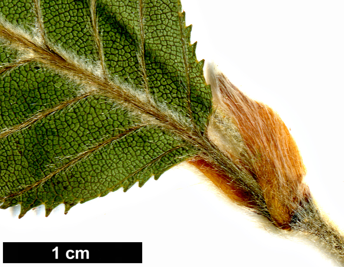 High resolution image: Family: Betulaceae - Genus: Betula - Taxon: calcicola × B.delavayi